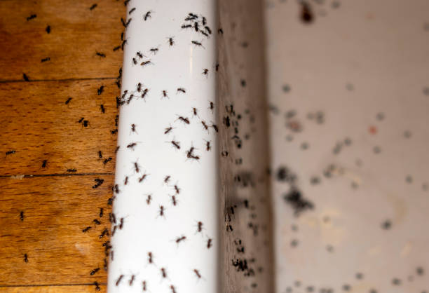 Best Affordable Pest Control Services  in Buckley, WA