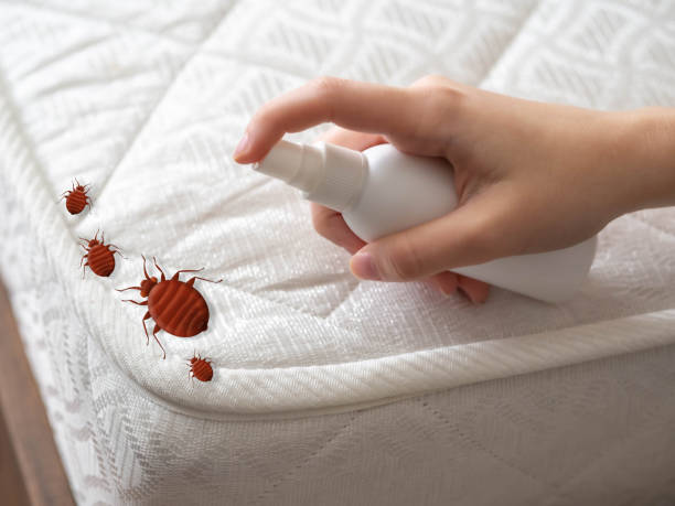 Best Emergency Pest Control  in Buckley, WA