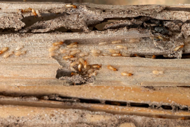 Best Pest Control Near Me  in Buckley, WA